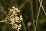 Southern milkweed